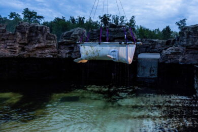 Canada: la beluga Tofino lascia Marineland, ultimo trasferimento che segna la fine della cattività delle balene (Carlos Osorio/The Canadian Press via AP)