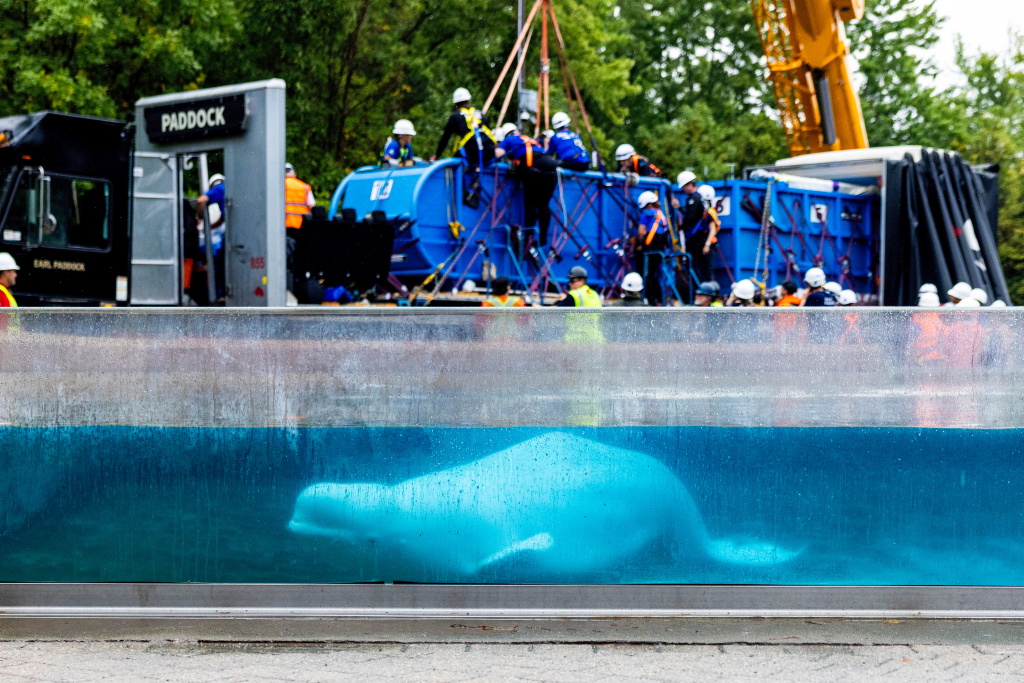 Galleria foto 'Canada, trasferito l’ultimo beluga del parco Marineland: le foto del viaggio verso gli Usa' - foto 11