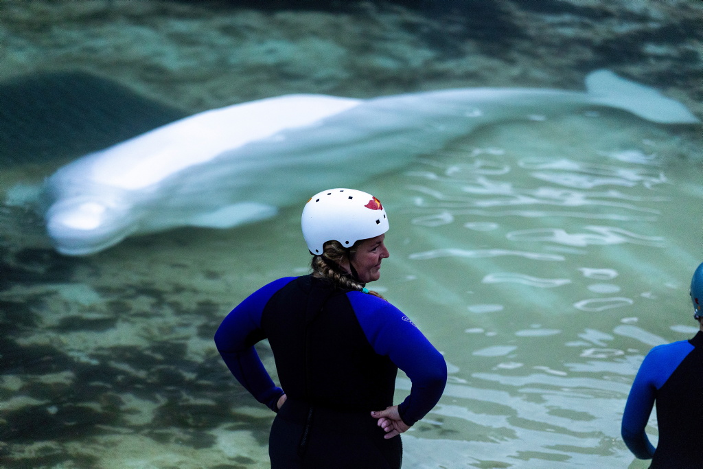 Galleria foto 'Canada, trasferito l’ultimo beluga del parco Marineland: le foto del viaggio verso gli Usa' - foto 3