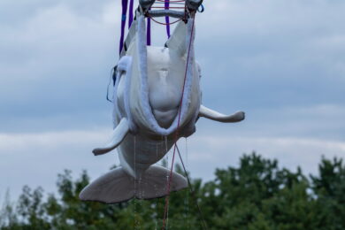 Canada: la beluga Orion lascia Marineland (Carlos Osorio/The Canadian Press via AP)
