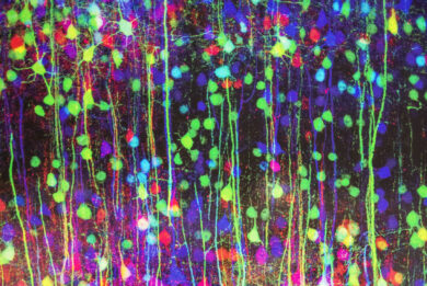 Neurogenesi: che cos’è e il legame con la depressione