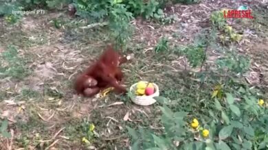 India, cinque oranghi salvati in una foresta: si indaga su un traffico illecito