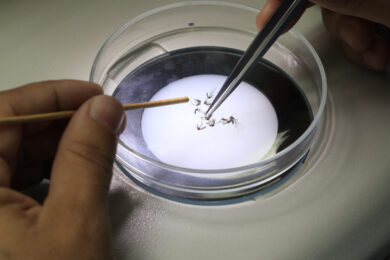 Dengue: 2 focolai a Lecce e Livorno e il clima ideale per le zanzare