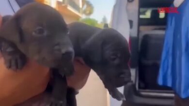 Gela, cani usati in combattimenti clandestini: polizia sequestra 13 pitbull