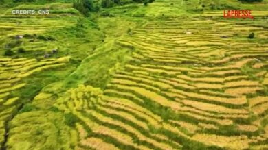 Cina, le risaie di Lianhe si tingono d’oro: il video