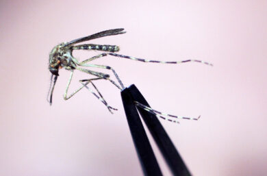West Nile in Italia, la geografia di un virus da quasi 600 casi