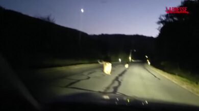 Cina, avvistata una famiglia di tigre siberiana: l’incontro ravvicinato con un automobilista