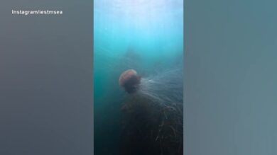 Medusa criniera di leone con tentacoli lunghi “come un autobus”: le immagini catturate in Galles