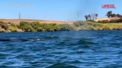 California, megattera avvistata nel Delta del Sacramento