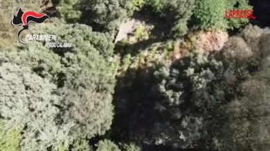 Calabria, piantagioni di marijuana fra i boschi dell'Aspromonte: due arresti