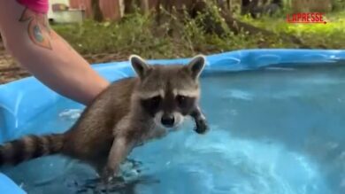 Il “campo di addestramento per procioni”, al Woodside Wildlife Rescue si insegna ai cuccioli come sopravvivere