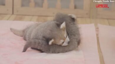 Cina, il tenero abbraccio di due cuccioli di panda rosso