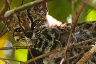 Nuova specie di felino selvatico identificata in Bolivia: ecco il Leopardus tilcayo – Le foto
