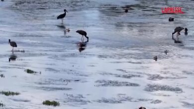 Cina, decine di cicogne nere sulle rive del fiume Zhuozhang