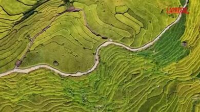Cina, le risaie terrazzate di Luoyuan si tingono d’oro