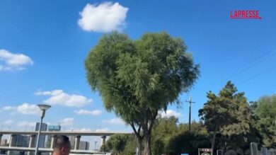 Cina, a Changchun "l'albero del cuore" conquista i turisti e diventa virale