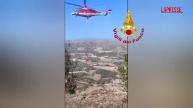 Sardegna, vitello di oltre 200 kg cade in un dirupo: il salvataggio dei vigili del fuoco