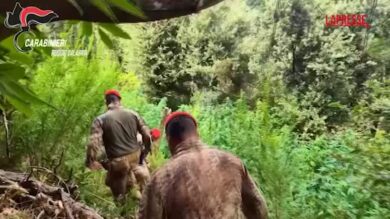 Reggio Calabria, scovata piantagione di canapa: avrebbe potuto generare oltre 2 milioni di euro