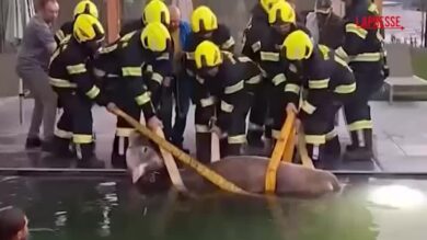 Alto Adige, mucca cade nella piscina di un hotel: salvata dai vigili del fuoco