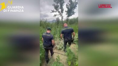 Campobasso, maxi piantagione marijuana scoperta a Salcito