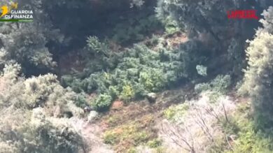 La Finanza sequestra 19 piantagioni di cannabis in Calabria