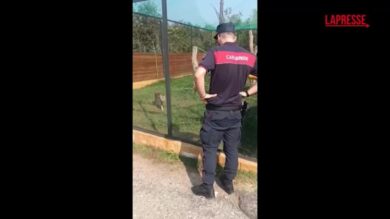 Brescia: aveva in casa due serval selvatici, animali confiscati dalla Forestale