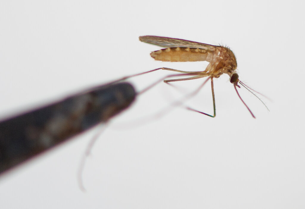chikungunya che cos8217232 il virus che ha fermato sofia goggia da Lapresse.it chikungunya che cos8217232 il virus che ha fermato sofia goggia