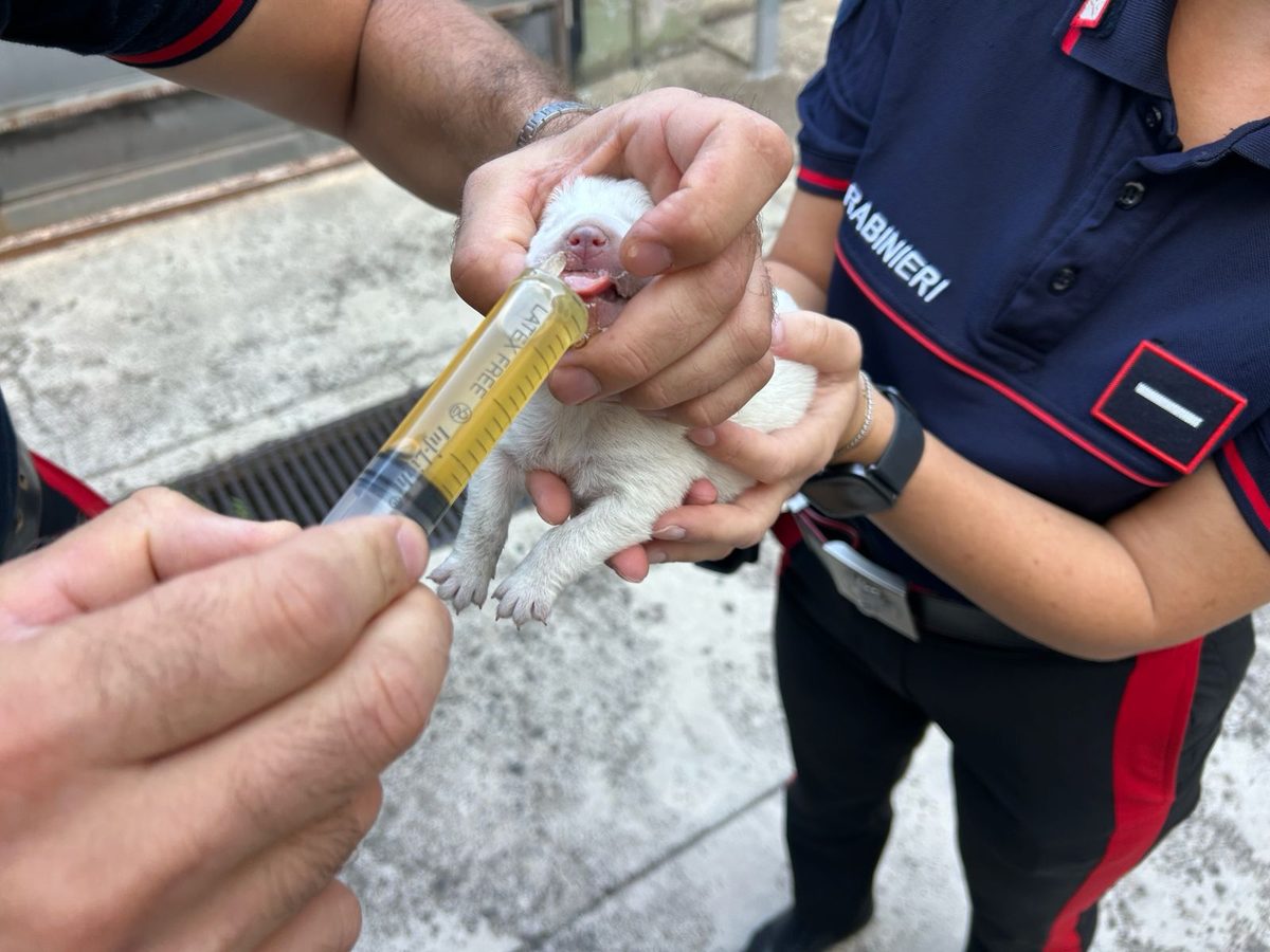Sassari, 6 cuccioli di cane abbandonati in una scatola per strada: salvati dai carabinieri Sassari, 6 cuccioli di cane abbandonati in una scatola per strada: salvati dai carabinieri