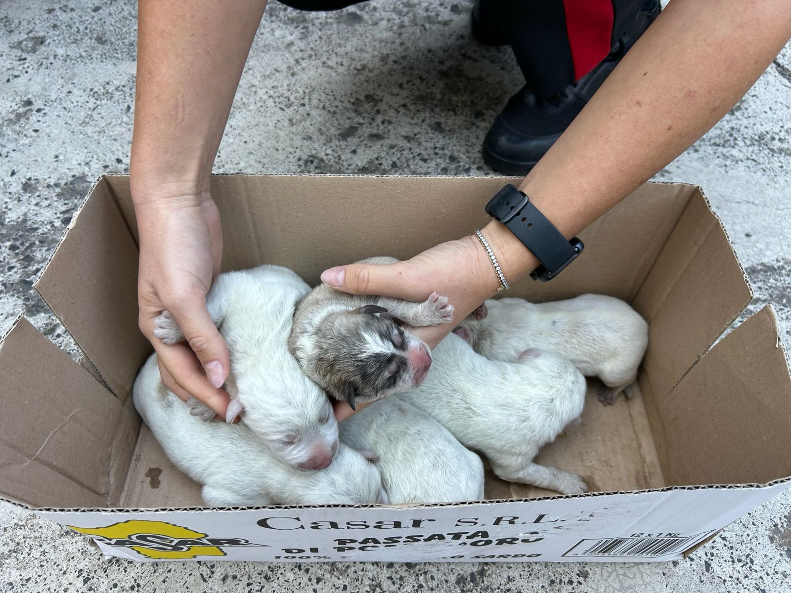 sassari 6 cuccioli di cane abbandonati in una scatola per strada salvati dai carabinieri da Lapresse.it sassari 6 cuccioli di cane abbandonati in una scatola per strada salvati dai carabinieri