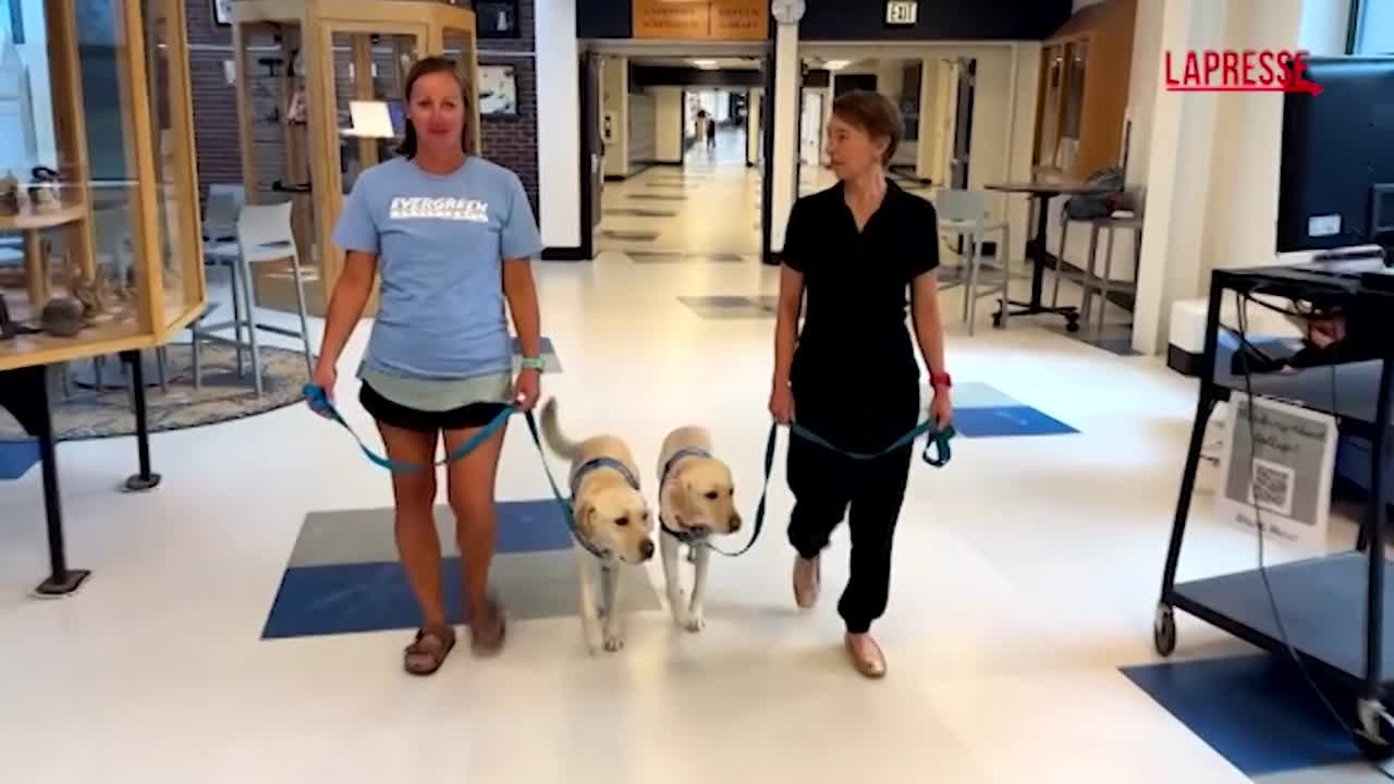 usa cani da terapia in una scuola in colorado per aiutare gli studenti dopo una sparatoria da Lapresse.it usa cani da terapia in una scuola in colorado per aiutare gli studenti dopo una sparatoria